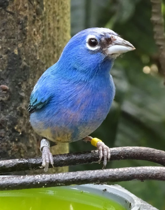 a blue bird perched on a branch next to a bowl of water, looking the camera, indigo rainbow, courtesy of mbari, kuntilanak on tree