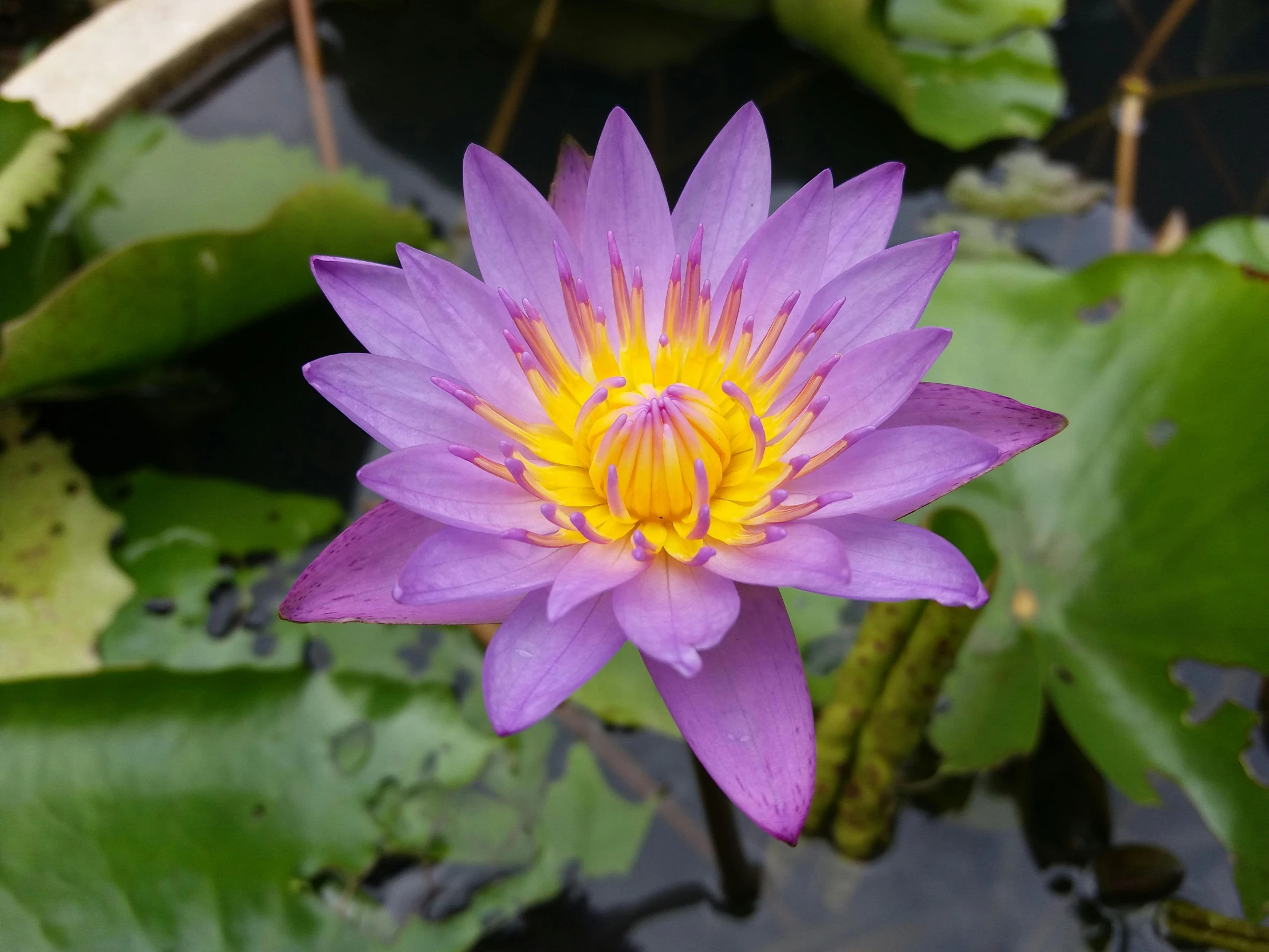 a close up of a purple flower in a pond, puṣkaracūḍa, full front view, purple and yellow, waist high