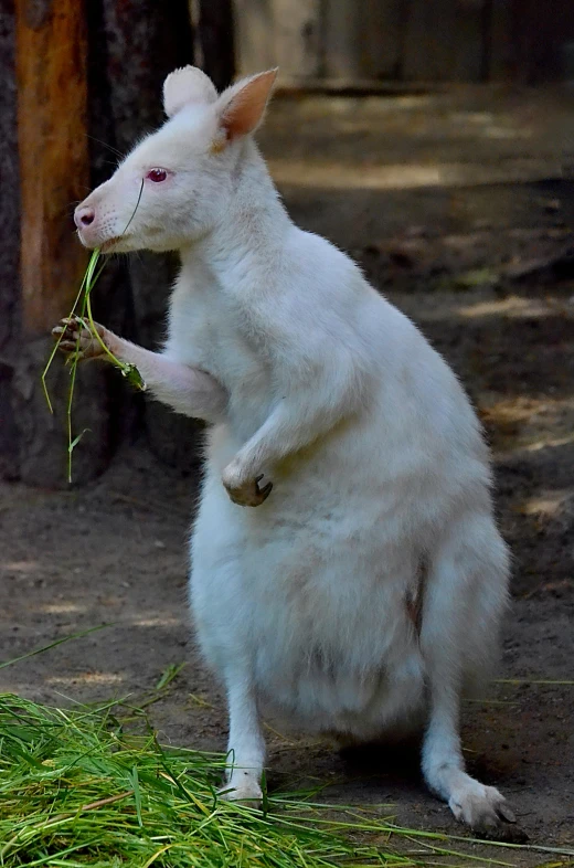 a white kangaroo standing on its hind legs eating grass, by Jan Tengnagel, sumatraism, very very small goat, zoo, taken in 2022, horned ram goddess