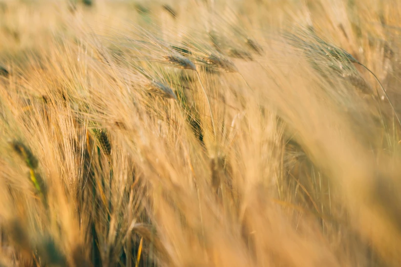 a close up of a field of wheat, by Emma Andijewska, trending on unsplash, medium format. soft light, grain”