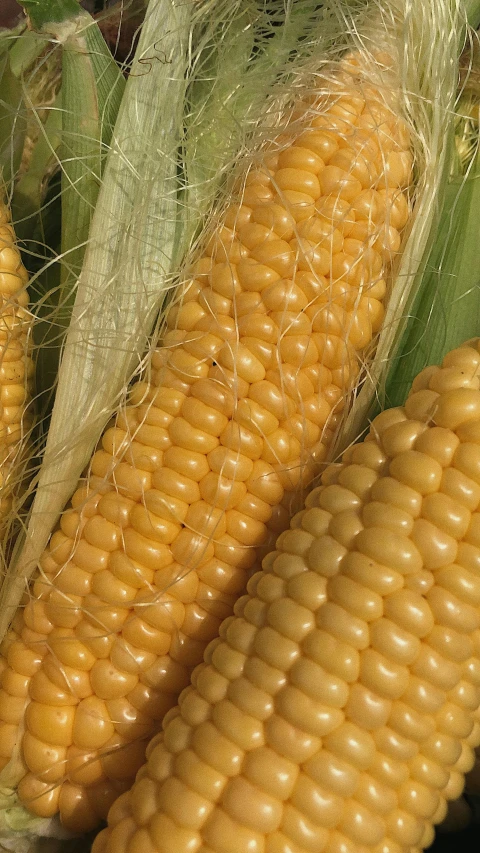 a close up of a bunch of corn on the cob, by David Simpson, max hay, digital image, large ears, idyllic