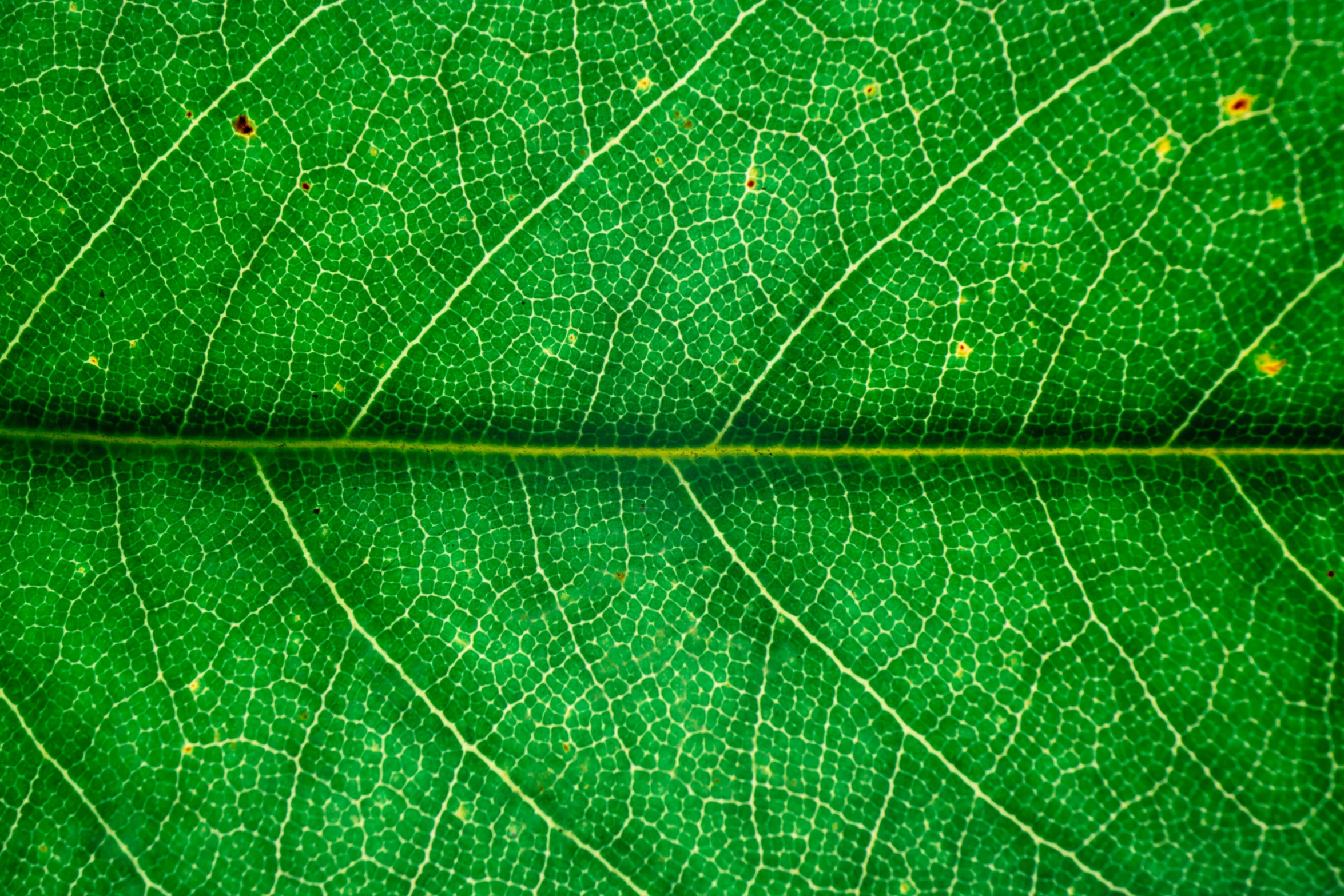 a close up view of a green leaf, by Jan Rustem, seamless micro detail, iphone picture, detailed texture, detail texture