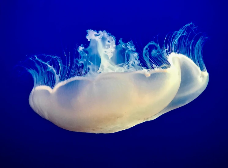 a jellyfish that is floating in the water, an album cover, pexels contest winner, romanticism, graceful curves, nudibranch, ignant, blue