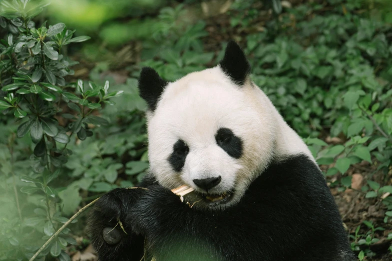 a panda bear sitting on the ground eating bamboo, inspired by Luo Ping, pexels contest winner, white, avatar image, classic portrait, eating noodles