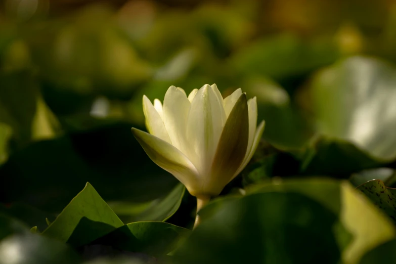 a white flower sitting on top of a lush green field, a macro photograph, by Eglon van der Neer, unsplash, lily pad, front lit, albino dwarf, floating crown