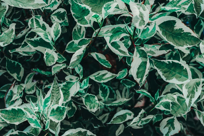 a close up of a plant with green leaves, trending on pexels, background image, alessio albi, patterned, green and white