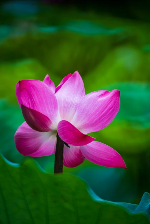 a pink flower sitting on top of a green leaf, paul barson, lotus pose, f / 2 0, bright bloom
