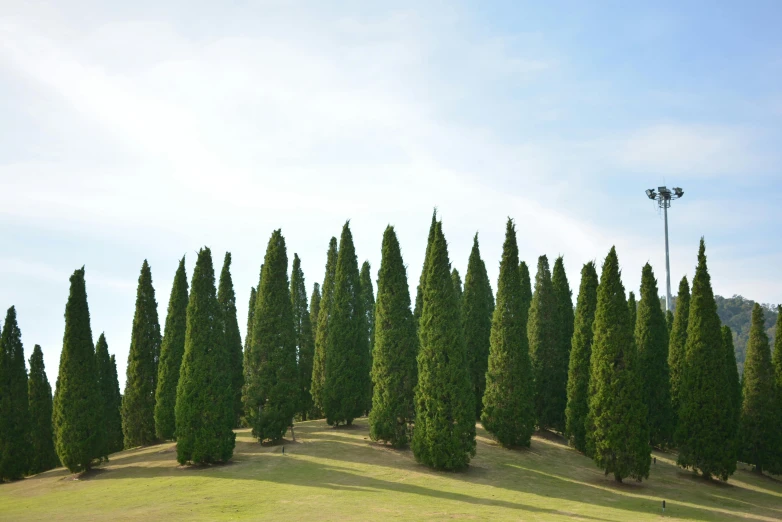 a group of trees sitting on top of a lush green field, by Yasushi Sugiyama, pexels contest winner, land art, tall cypress trees, formal gardens, cyprus, ((trees))