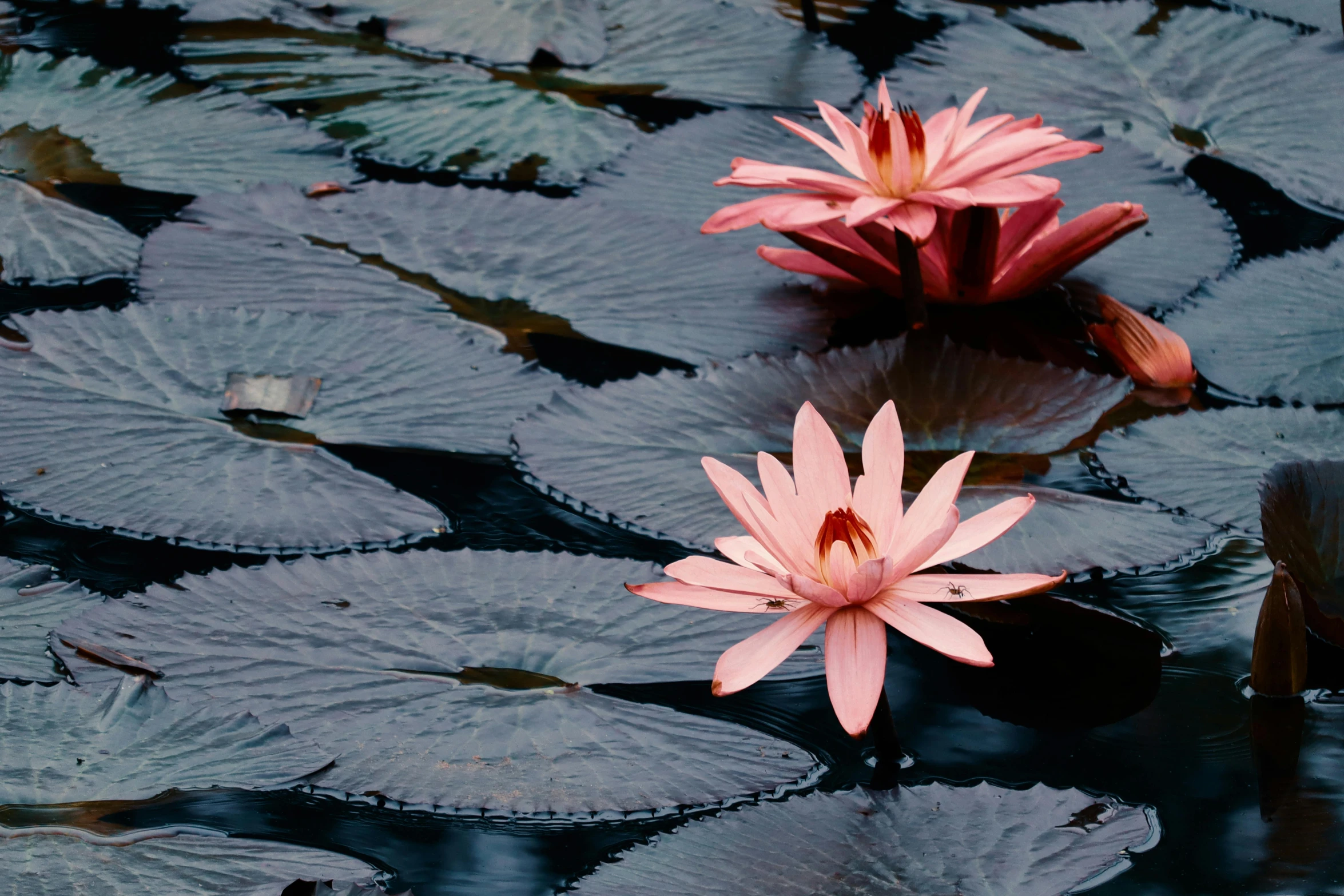 a couple of pink flowers floating on top of a body of water, pexels contest winner, hurufiyya, black and terracotta, lily pad, laos, proportional image