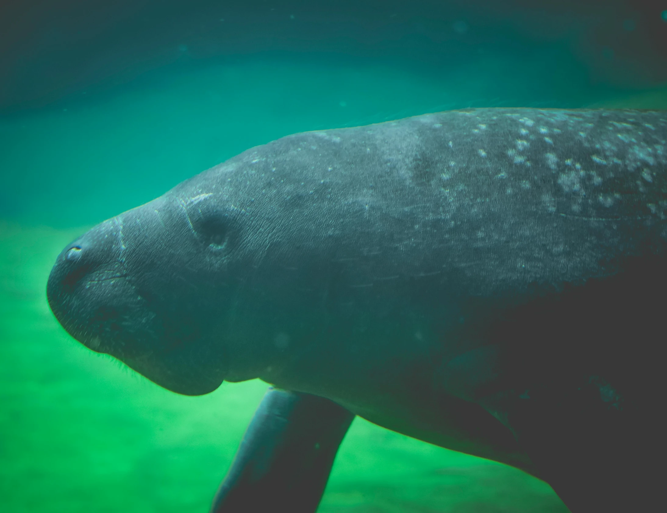 a dug dug dug dug dug dug dug dug dug dug dug dug dug dug dug dug dug dug dug dug dug dug dug dug dug dug dug, by Adam Marczyński, pexels contest winner, hurufiyya, mech shaped like a manatee, underwater photograph, cuaxolotl, unsplash contest winning photo