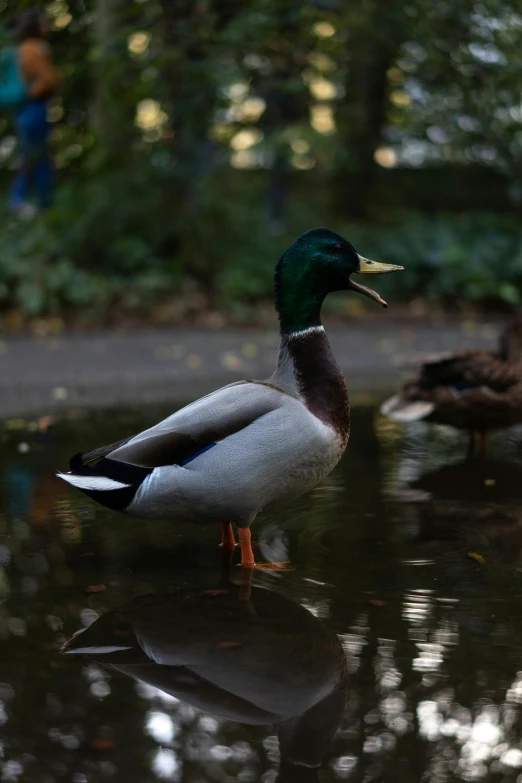 a couple of ducks standing on top of a puddle of water, an album cover, by Jacob Duck, pexels contest winner, in a park, looking to his side, max dennison, subject= duck