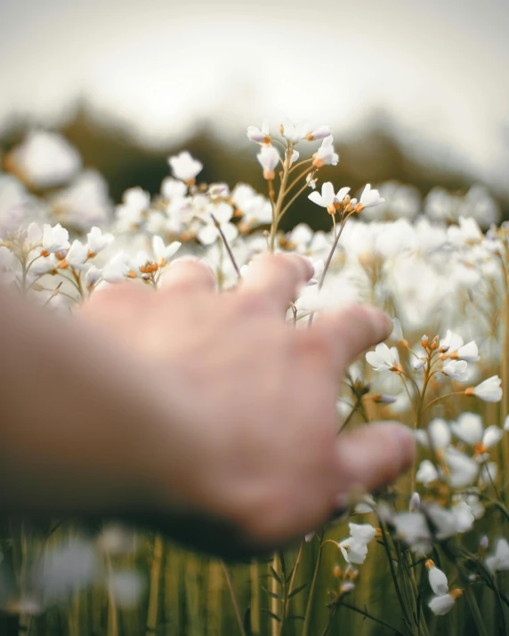 a person standing in a field of white flowers, across holding a hand, lgbtq, instagram post, close - up photo