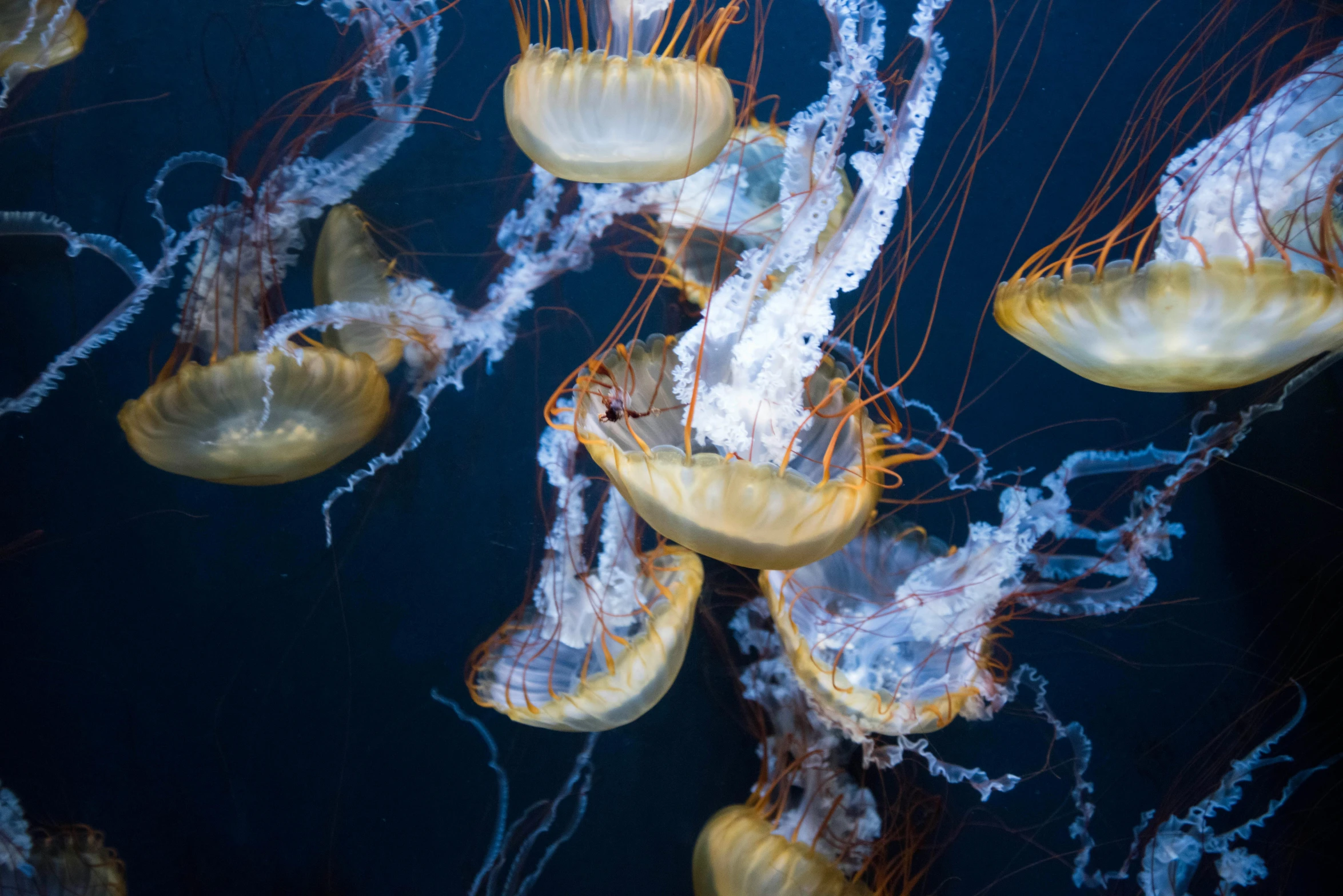 a group of jellyfish swimming in a body of water, a portrait, by Alison Geissler, unsplash, getty images, dwell, aquarium, 8 intricate golden tenticles