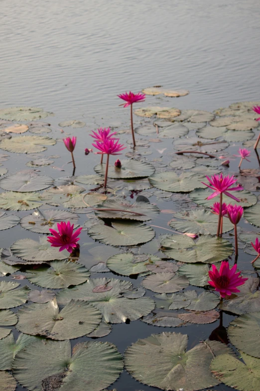 a group of water lillies floating on top of a body of water, angkor, red and magenta flowers, afar, bangalore