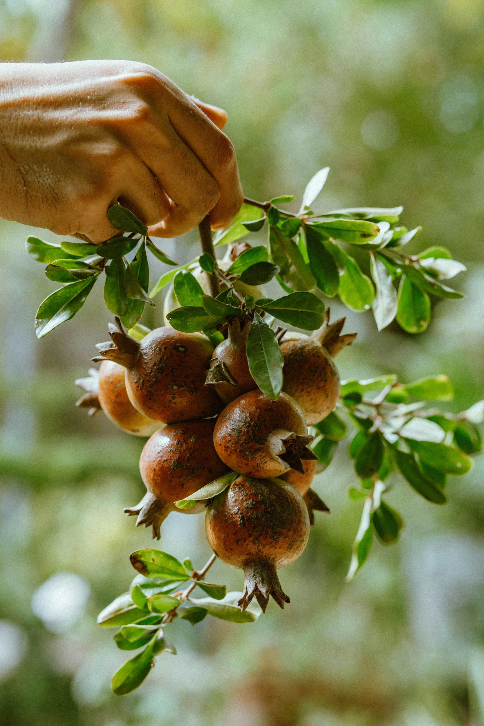 a person picking a bunch of fruit from a tree, obsidian pomegranade, te pae, vibrant foliage, exterior shot