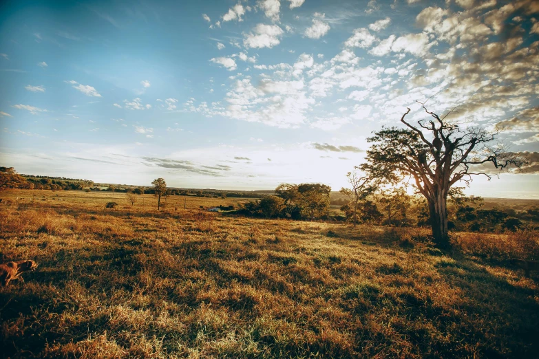 a lone tree sitting in the middle of a field, unsplash contest winner, australian tonalism, panorama view, golden hour 4k, african savannah, lush farm lands