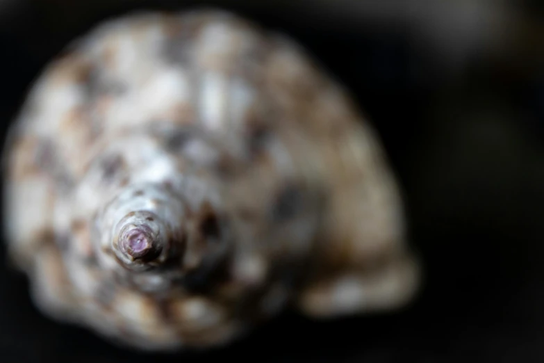 a close up of a shell on a table, a macro photograph, by Adam Chmielowski, unsplash, photorealism, blurred, pareidolia, taken on a 2010s camera, twinkling and spiral nubela