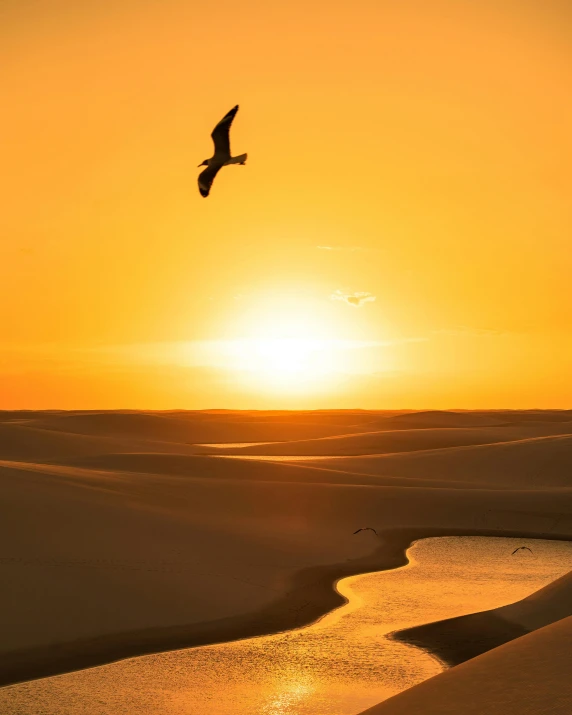 a bird flying over a body of water at sunset, by Jan Tengnagel, pexels contest winner, oasis in the desert, shades of yellow, sand dune, watching the sunset