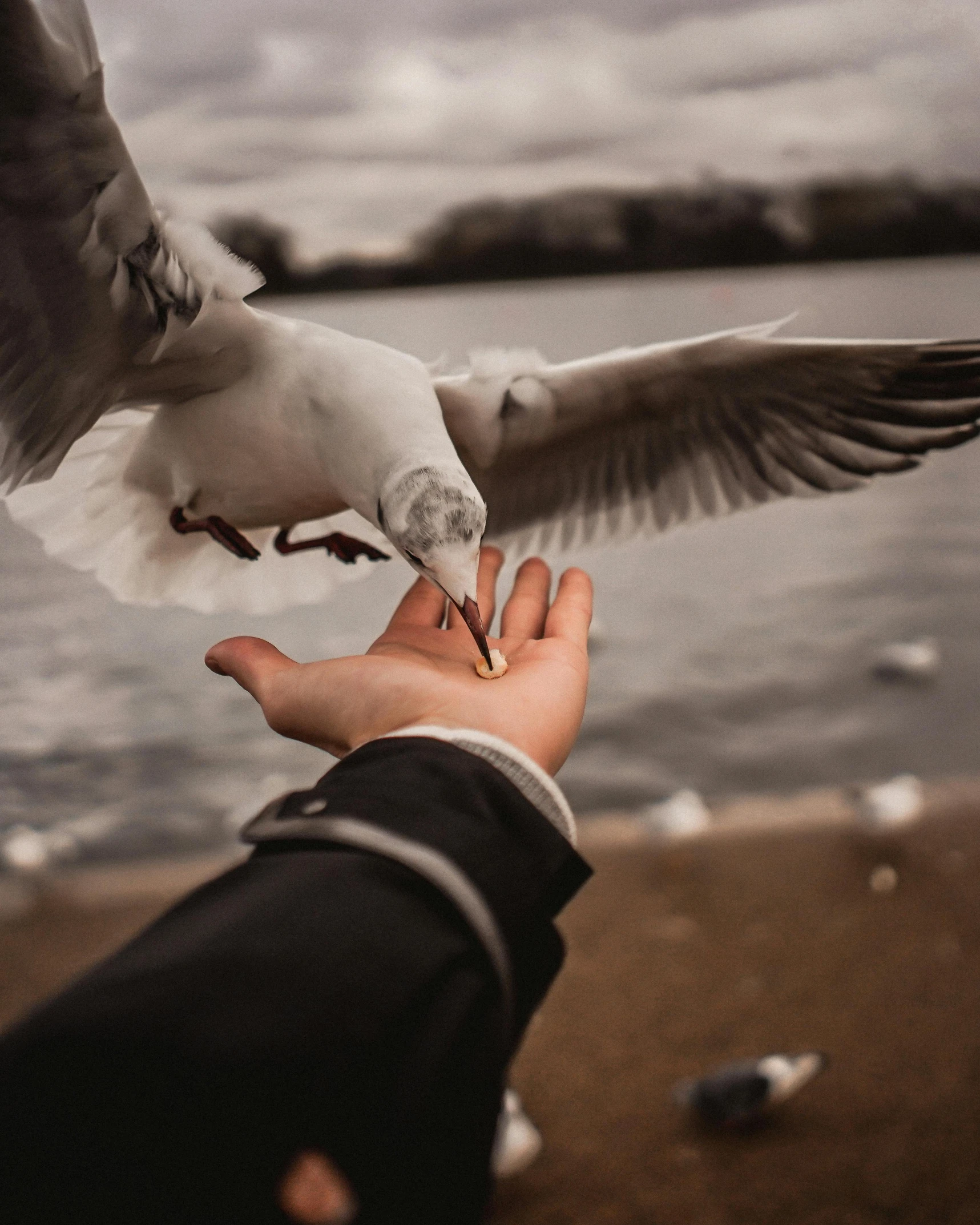 a person feeding a seagull from a person's hand, pexels contest winner, lgbtq, holding paws, whirling, attractive photo