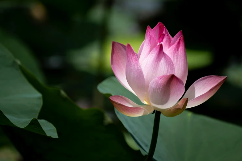 a pink flower sitting on top of a green leaf, unsplash, hurufiyya, lotus pose, paul barson, traditional chinese, glorious light