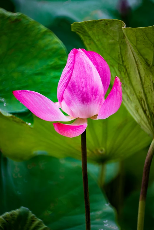 a pink flower sitting on top of a green leaf, sitting on a lotus flower, mystical kew gardens, tall, f/1.8