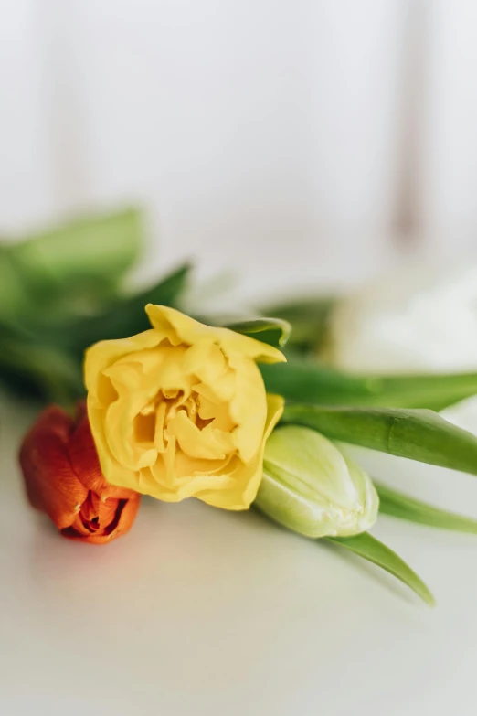 a close up of a bunch of flowers on a table, glossy yellow, tulip, grieving, full product shot