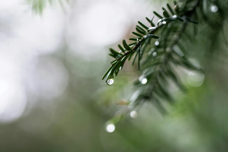 a close up of a tree branch with water droplets, inspired by Maruyama Ōkyo, trending on unsplash, fir trees, paul barson, holiday season, multiple stories