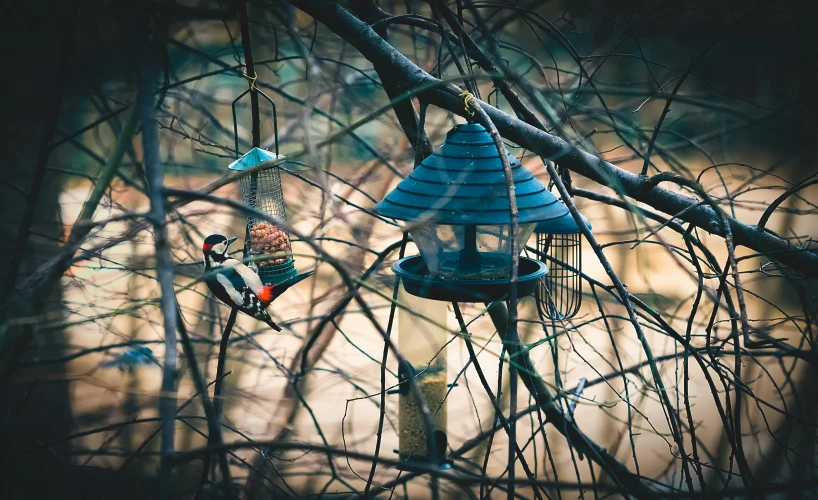 a bird feeder hanging from a tree branch, by Adam Marczyński, pexels contest winner, figuration libre, old color photo, male and female, stacked image, professionally post-processed