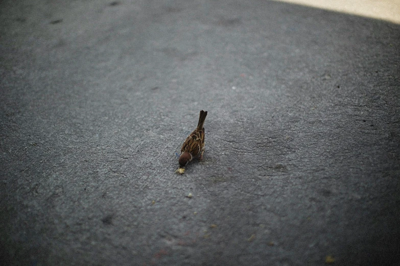 a bird that is standing in the street, an album cover, by Adam Chmielowski, unsplash, photorealism, tiny insects, stealthy, paved, eating