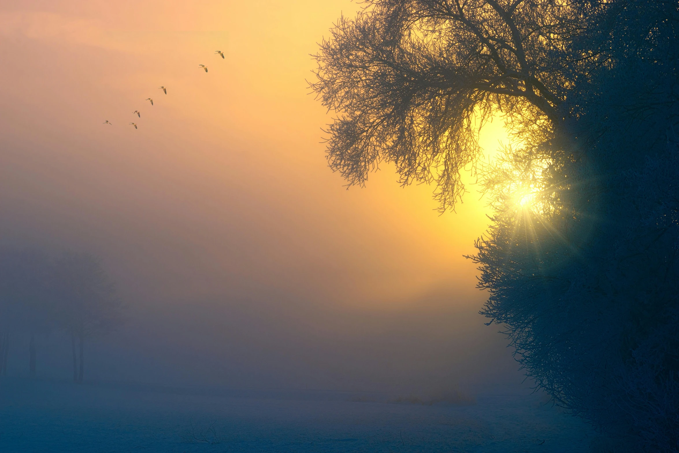 a flock of birds flying over a foggy field, by Eglon van der Neer, pexels contest winner, romanticism, winter sun, nature trees, golden heavenly lights, fine art print