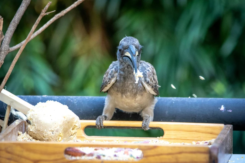 a small bird sitting on top of a wooden tray, spit flying from mouth, tamborine, museum quality photo, 🦩🪐🐞👩🏻🦳