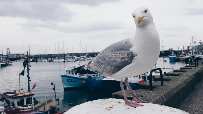 a seagull standing on a wall with boats in the background, by Rachel Reckitt, pexels contest winner, happening, looking up at the camera, 🦩🪐🐞👩🏻🦳, rescalated 4 k, anthropomorphic bird