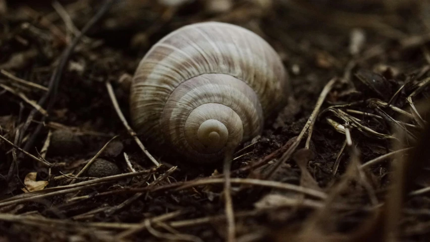 a close up of a snail's shell on the ground, by Adam Marczyński, unsplash, renaissance, intense albino, ignant, grey, small