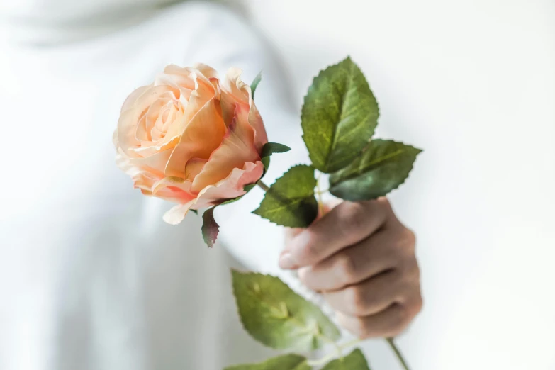 a close up of a person holding a flower, holding a rose in a hand, in shades of peach, 165 cm tall, carefully crafted