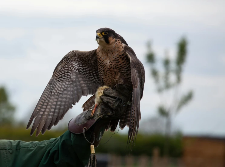 a close up of a person holding a bird of prey, raising an arm