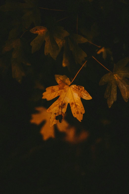 a close up of a leaf on a tree, a picture, inspired by Elsa Bleda, trending on pexels, autumn night, dark and beige atmosphere, yellow, made of leaves