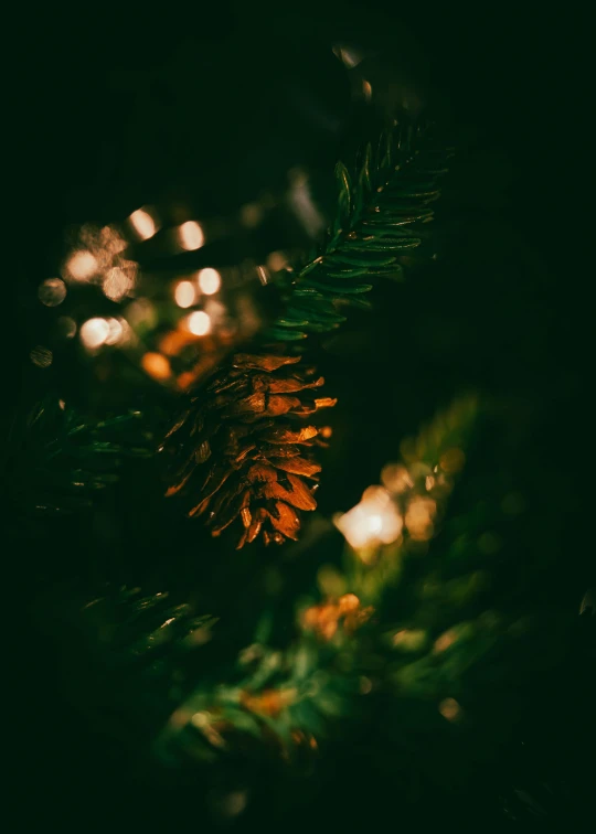 a pine cone sitting on top of a christmas tree, an album cover, inspired by Elsa Bleda, pexels, dark golden light night, profile image, full frame image, multiple stories