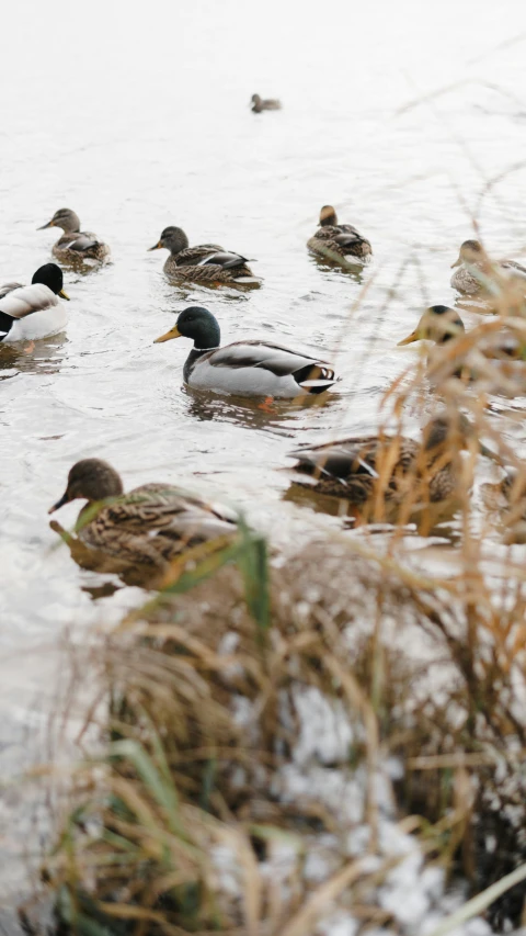 a flock of ducks swimming in a body of water, pexels, thumbnail, 7 0 mm photo, jen atkin, marshes