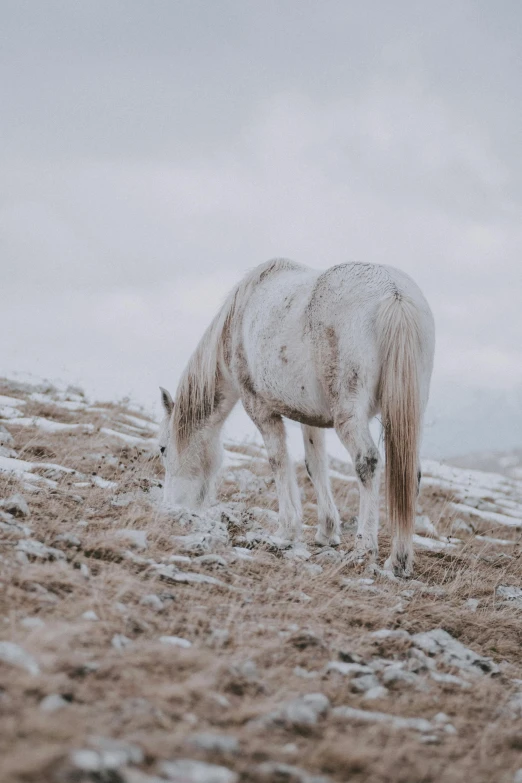 a white horse standing on top of a snow covered field, muted colors. ue 5, a wanderer on a mountain, unsplash 4k, grazing