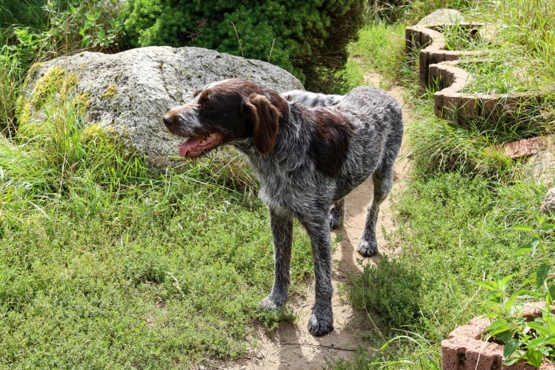 a dog that is standing in the grass, rocky roads, gray mottled skin, arrendajo in avila pinewood, featured