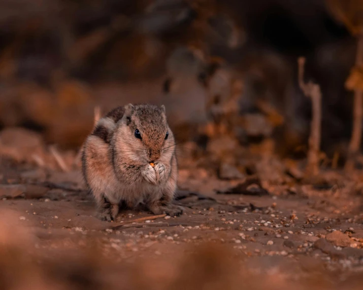 a close up of a small animal on a dirt ground, by Peter Churcher, pexels contest winner, having a snack, gravels around, high quality photo, slightly pixelated