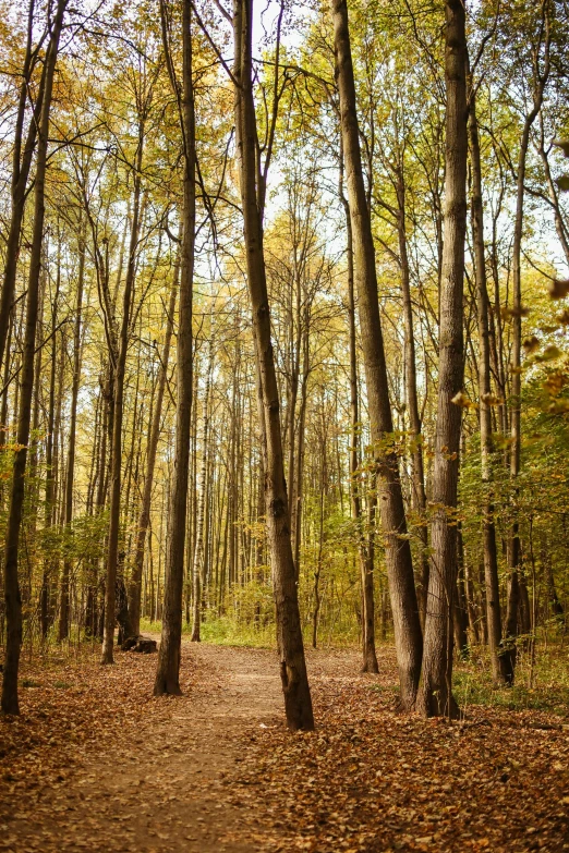 a forest filled with lots of trees and leaves, tall trees, light wood, brown, tall