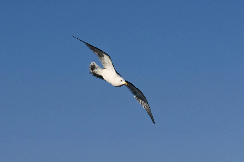 a seagull flying in a clear blue sky, by David Budd, pexels, arabesque, long thick shiny black beak, with a yellow beak, birds eye photograph, long tail