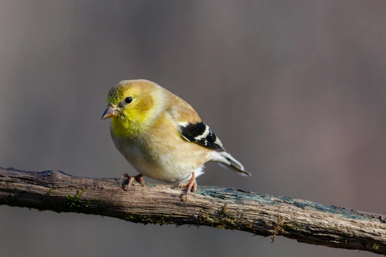 a small yellow bird perched on a branch, a portrait, by Jim Manley, trending on pexels, baroque, a blond, portrait of small, a wooden, david hardy