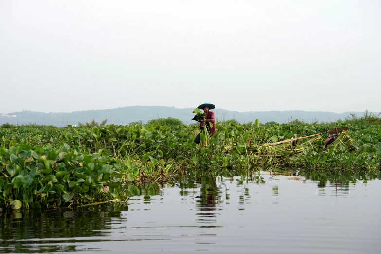 a person on a boat in a body of water, hurufiyya, with lots of vegetation, flash photo, working, myanmar