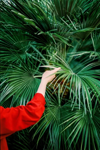 a woman standing in front of a palm tree, inspired by Ren Hang, unsplash, wearing red jacket, lush green, hands hidden, plant specimens