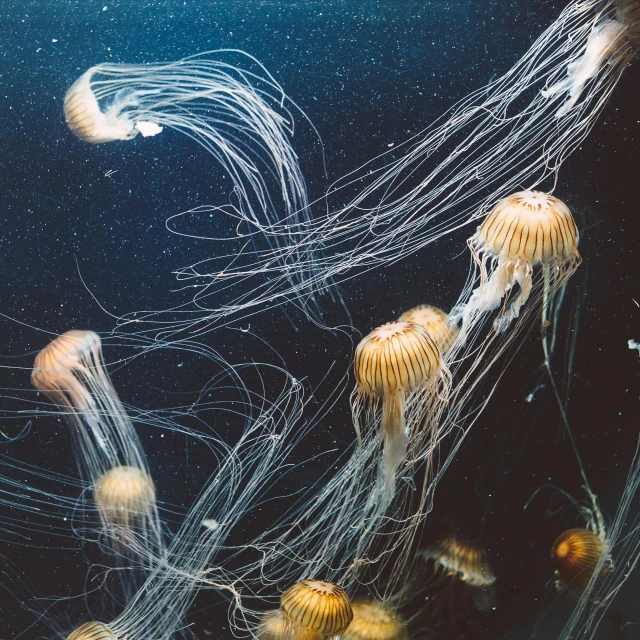 a group of jellyfish floating on top of a body of water, a microscopic photo, by Elsa Bleda, unsplash, twisting organic tendrils, aisles of aquariums, 2000s photo