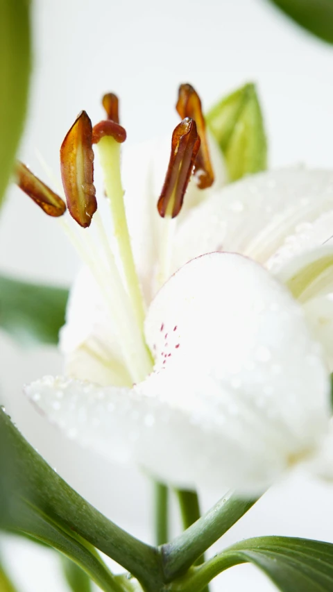 a close up of a flower with water droplets on it, white lilies, subtle detailing, ready to eat, highly polished
