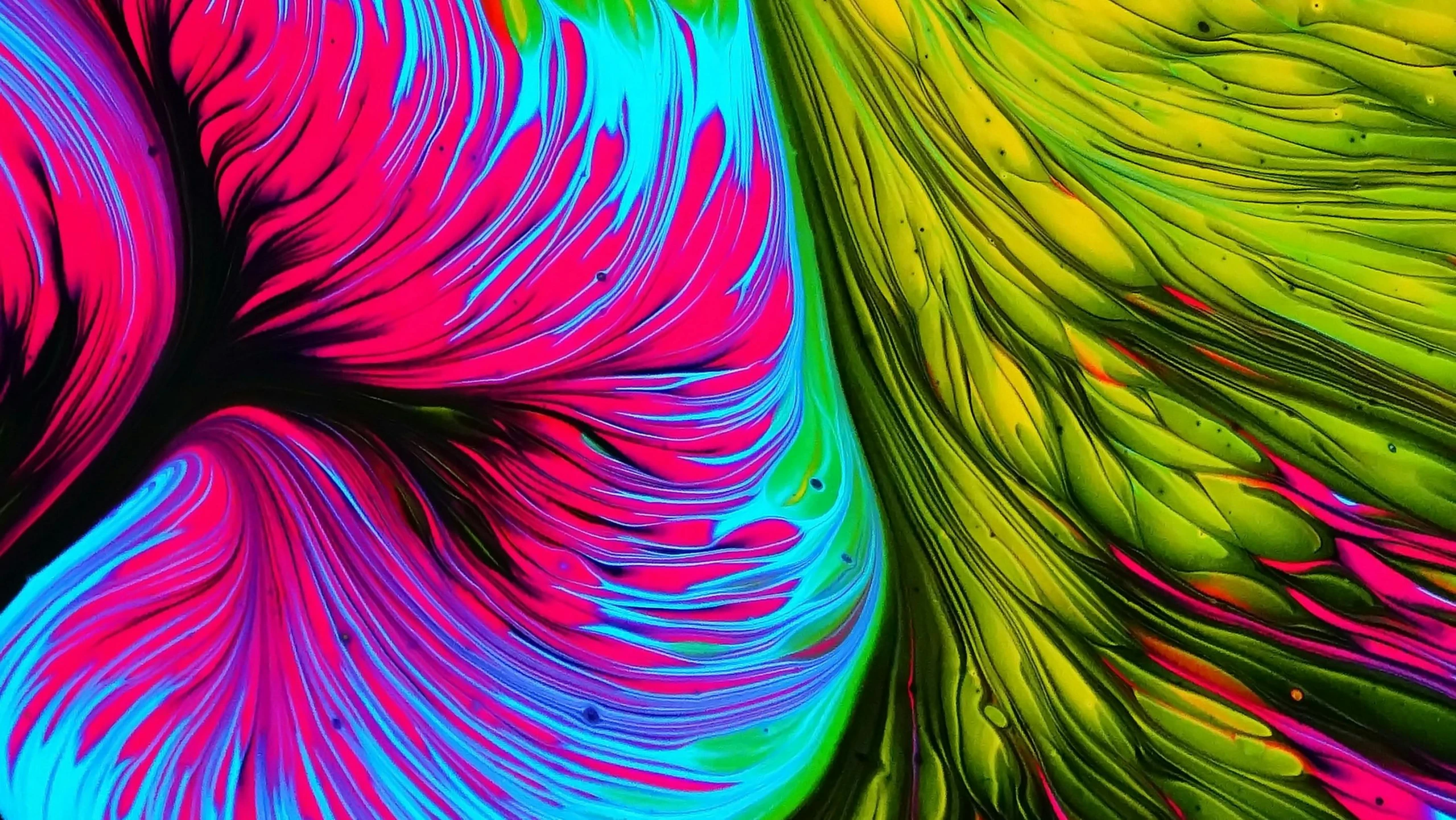 a close up of a colorful flower on a black background, a microscopic photo, by Jan Rustem, generative art, tropical bird feathers, neon rainbow drip paint, beautiful composition 3 - d 4 k, organic acrylic flow art