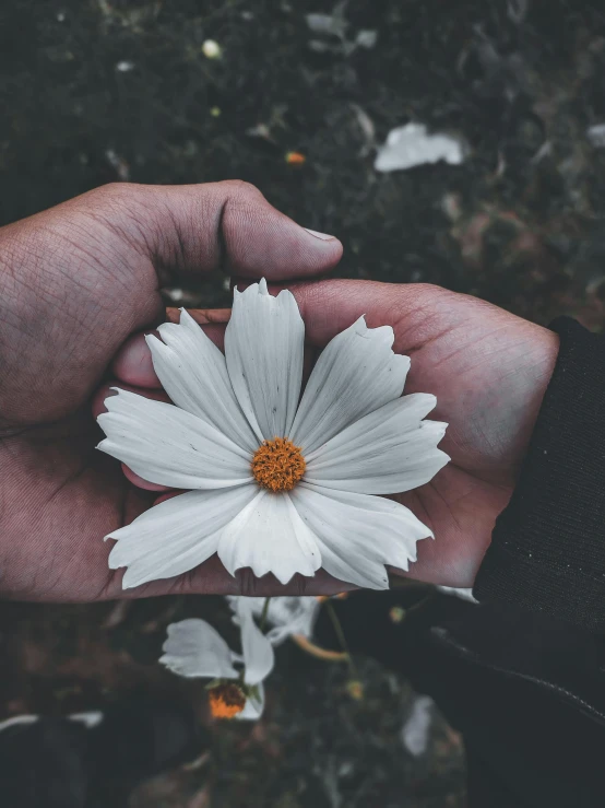 a person holding a white flower in their hand, trending on unsplash, instagram picture, flattened, dark. no text, made of flowers